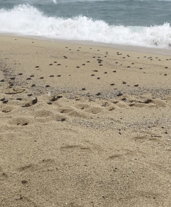 ウミガメの旅立ち