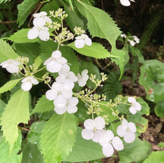 雨に濡れるヤクシマ紫陽花